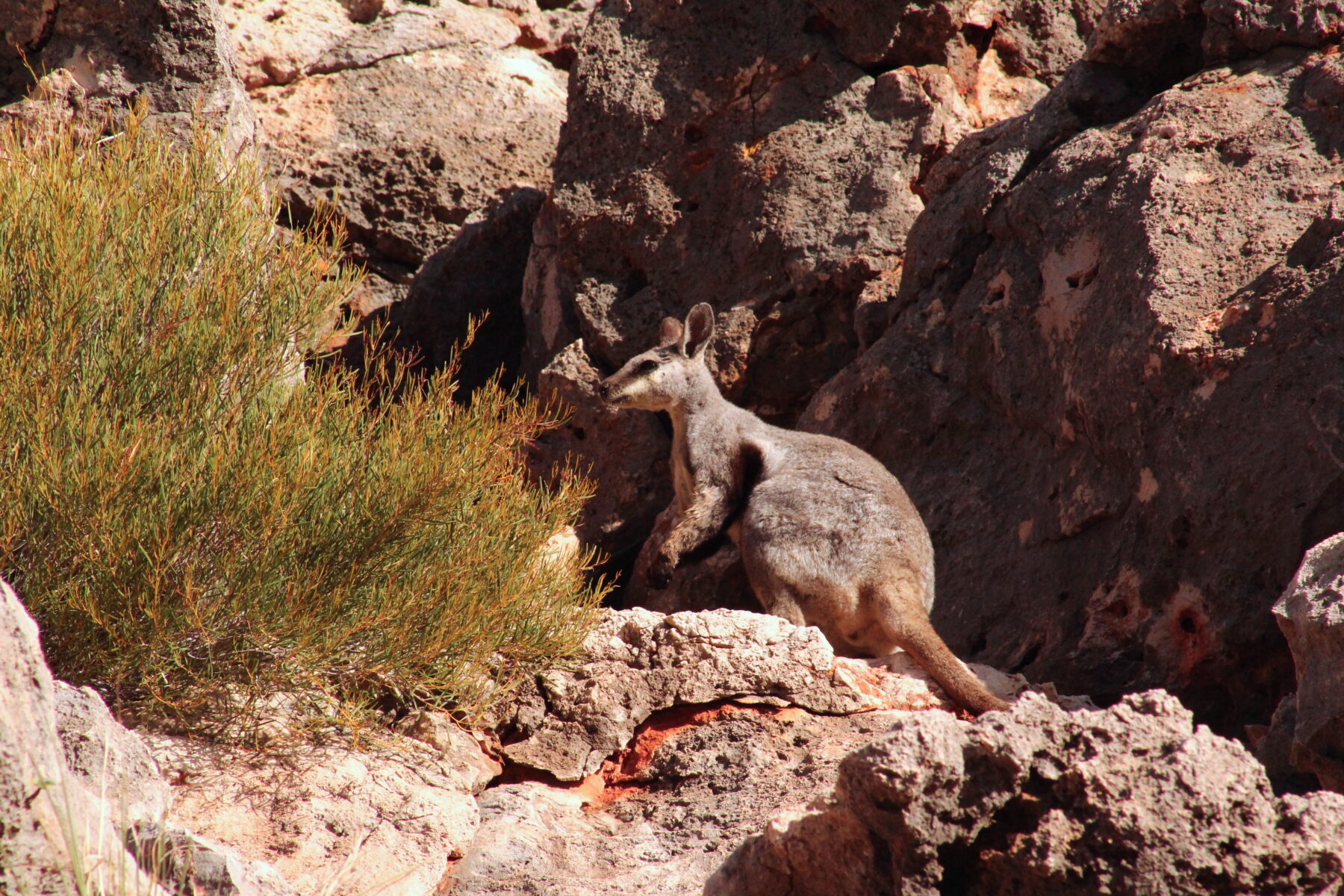 "A black-flanked rock-wallaby pauses its cliffside escape to assess whether we pose a true threat. Photo by Marie Chappell."