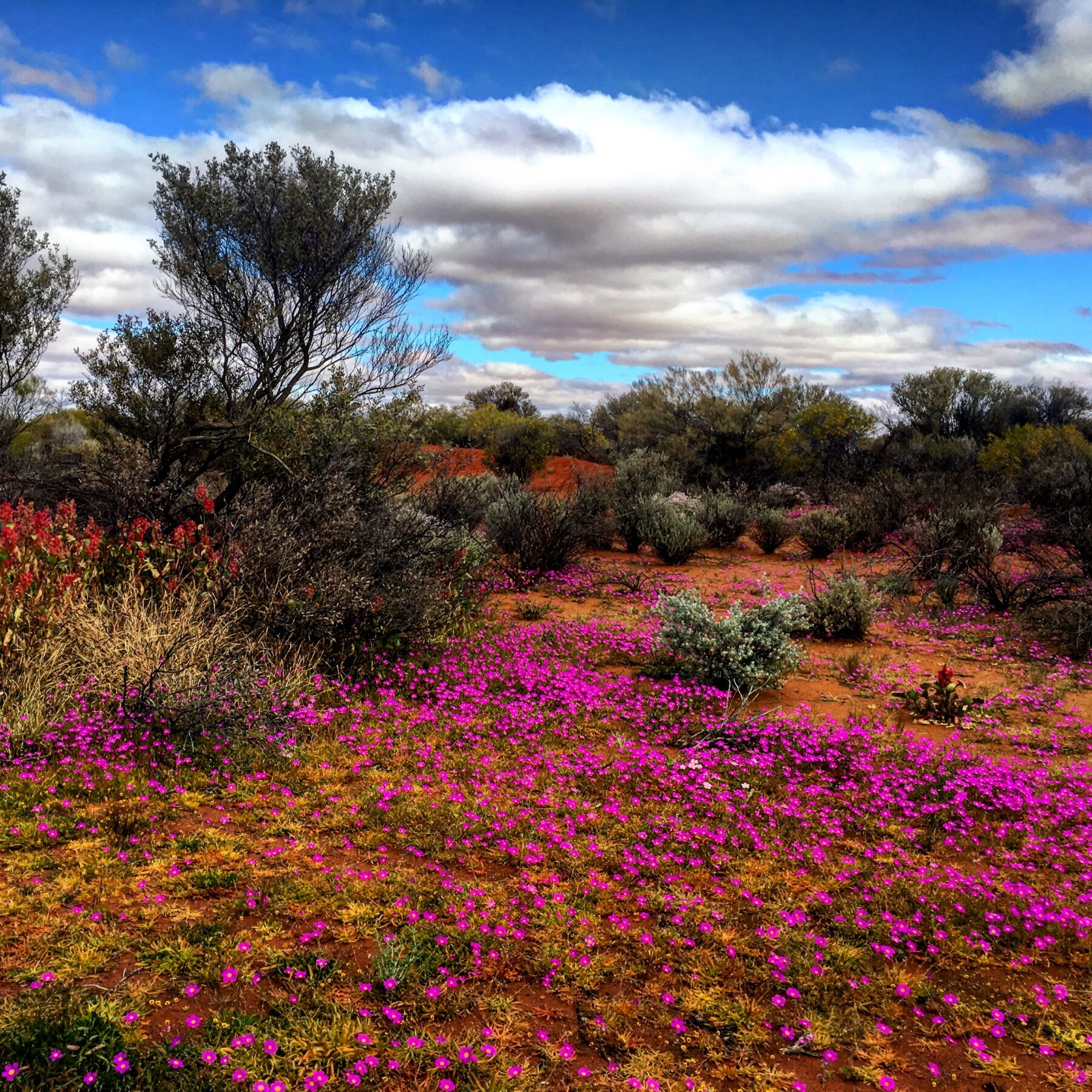 "Wildflower bloom around the edge of the ephemeral Lake Nallan, which had recently received rain. Photo by Eliot Miller."