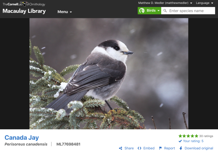 FAQs – Macaulay Library