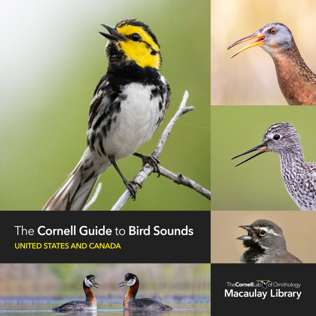 Cornell Guide to Bird Sounds