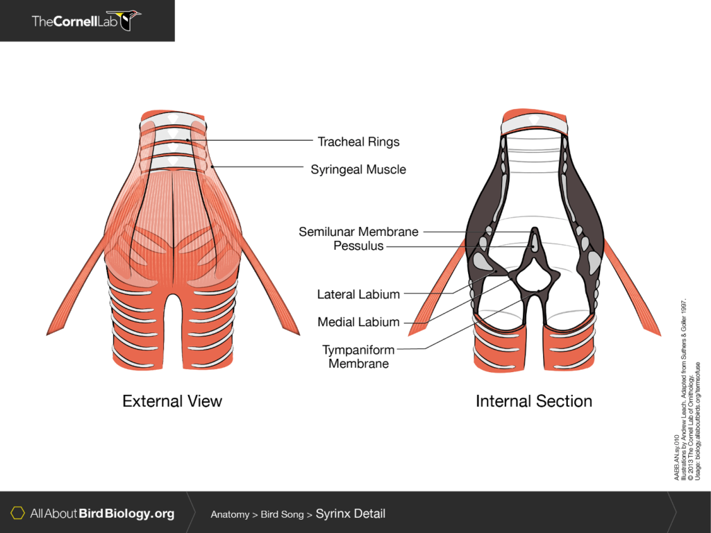 Anatomy of the syrinx