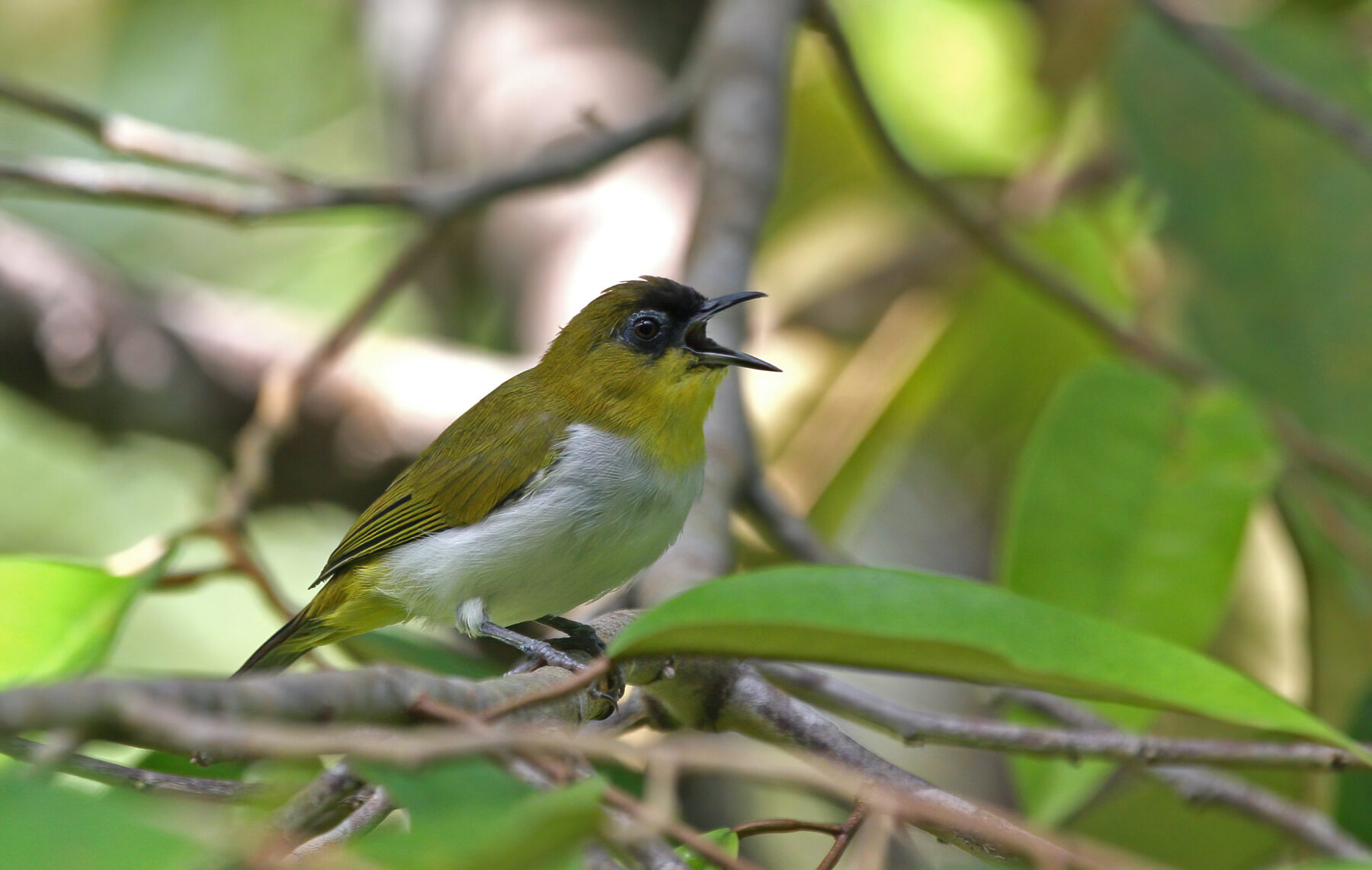 Togian White-eye (Zosterops somadikartai) by Filip Verbelen